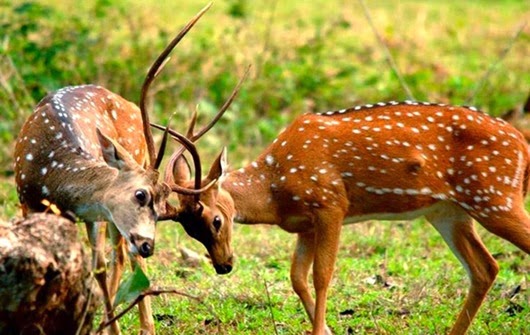 Assam Tour Package